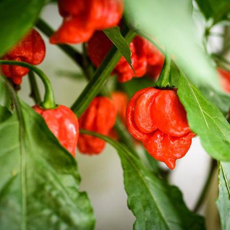 green carolina reaper pepper