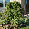 Cascading Hearts Redbud Tree