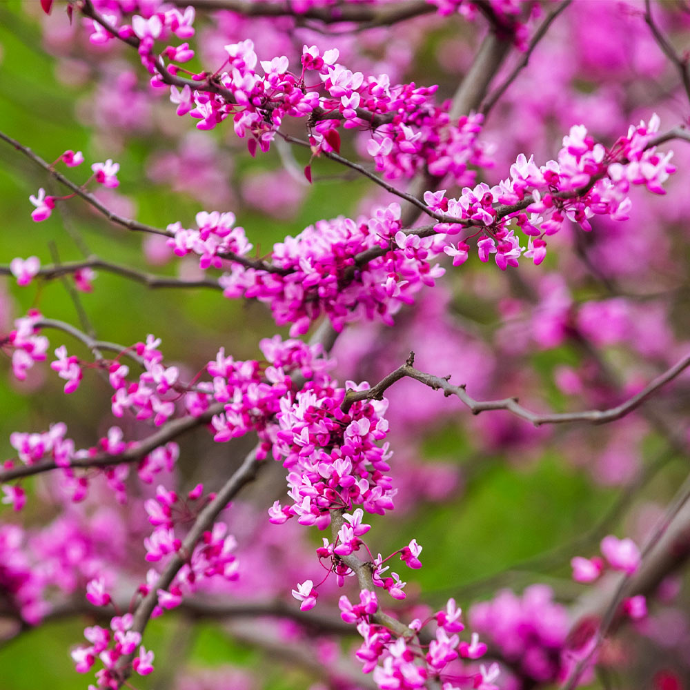 Pink Pom Poms' Redbud Trees for Sale