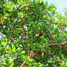 Cashew Tree