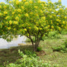 Cassia Tree