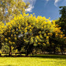 Cassia Tree