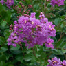 Catawba Crape Myrtle Tree