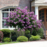 Catawba Crape Myrtle Tree