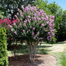 Catawba Crape Myrtle Tree