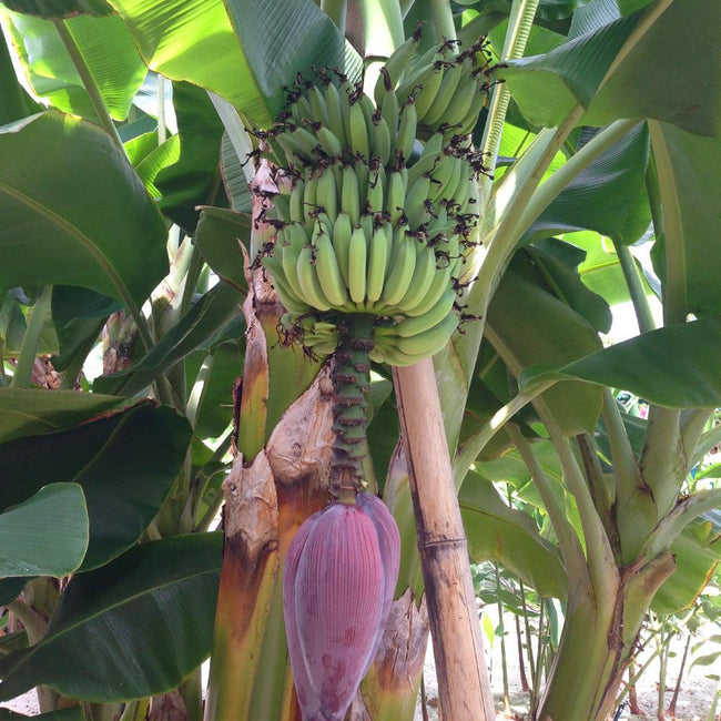 Dwarf Cavendish Banana Trees for Sale