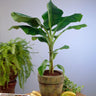 Dwarf Cavendish Banana Tree