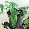 Cebu Blue Pothos