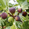 Celeste Fig Tree