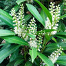 Cherry Laurel 'Centre Court™' Shrub