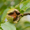 Chandler Walnut Tree