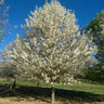 Chastity® Pear Tree