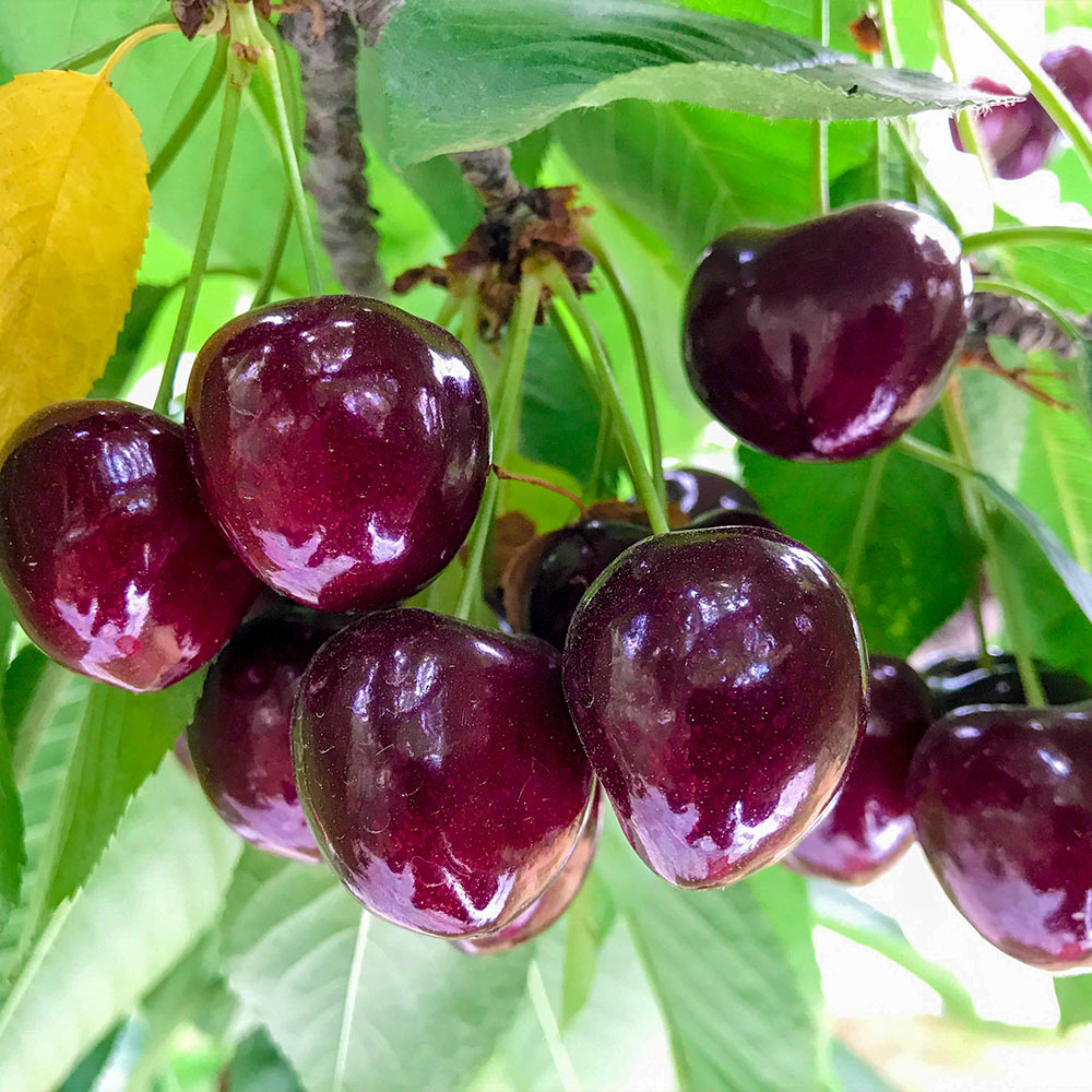 Royal Ann Cherry  DWN Variety Finder