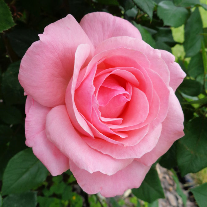 Cherish Rose Trees for Sale – FastGrowingTrees.com