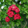 Cherokee Crape Myrtle