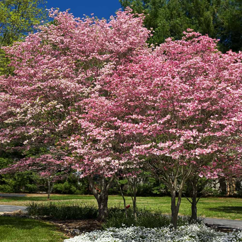 pictures of cherokee brave dogwood