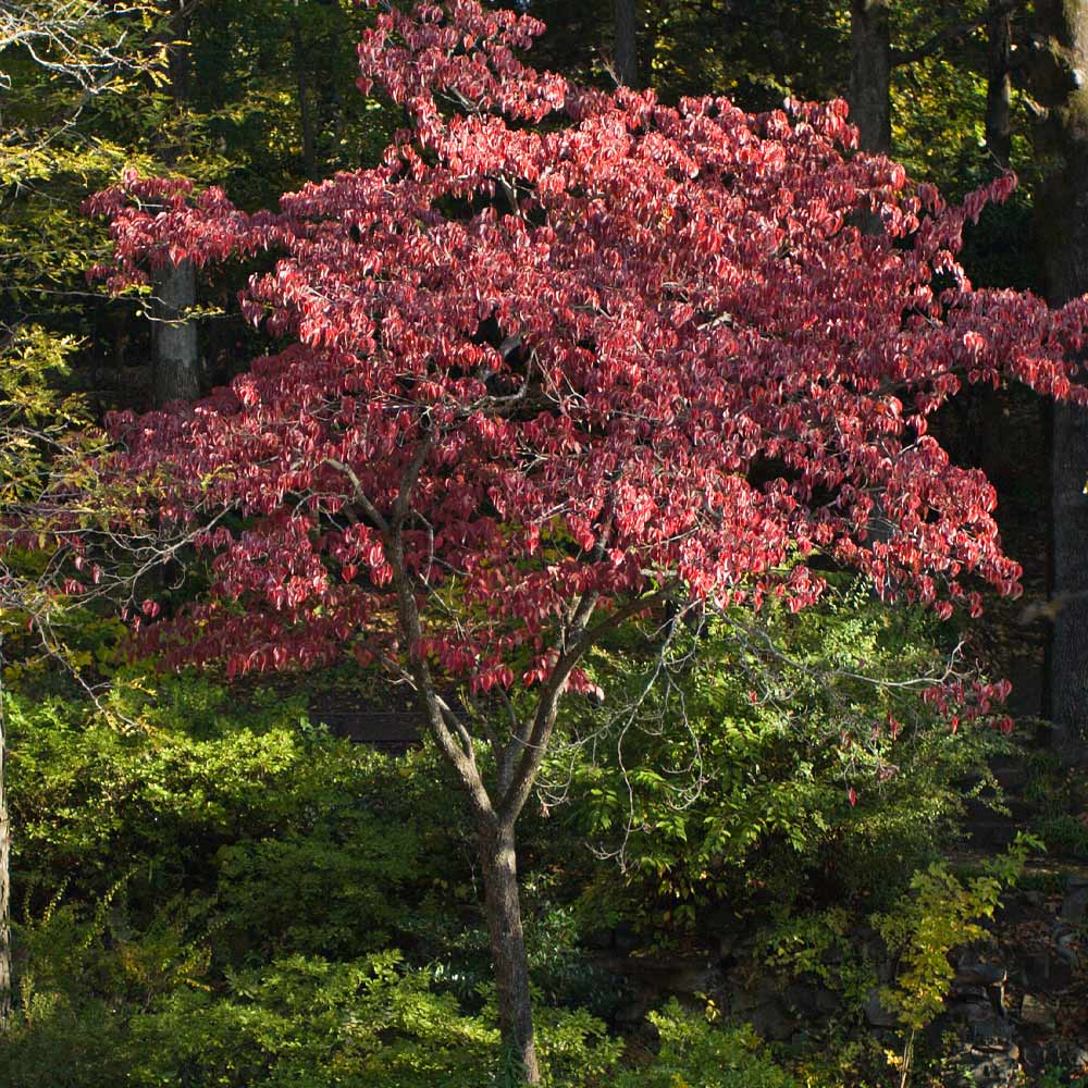 cherokee brave dogwood fall foliage leaves