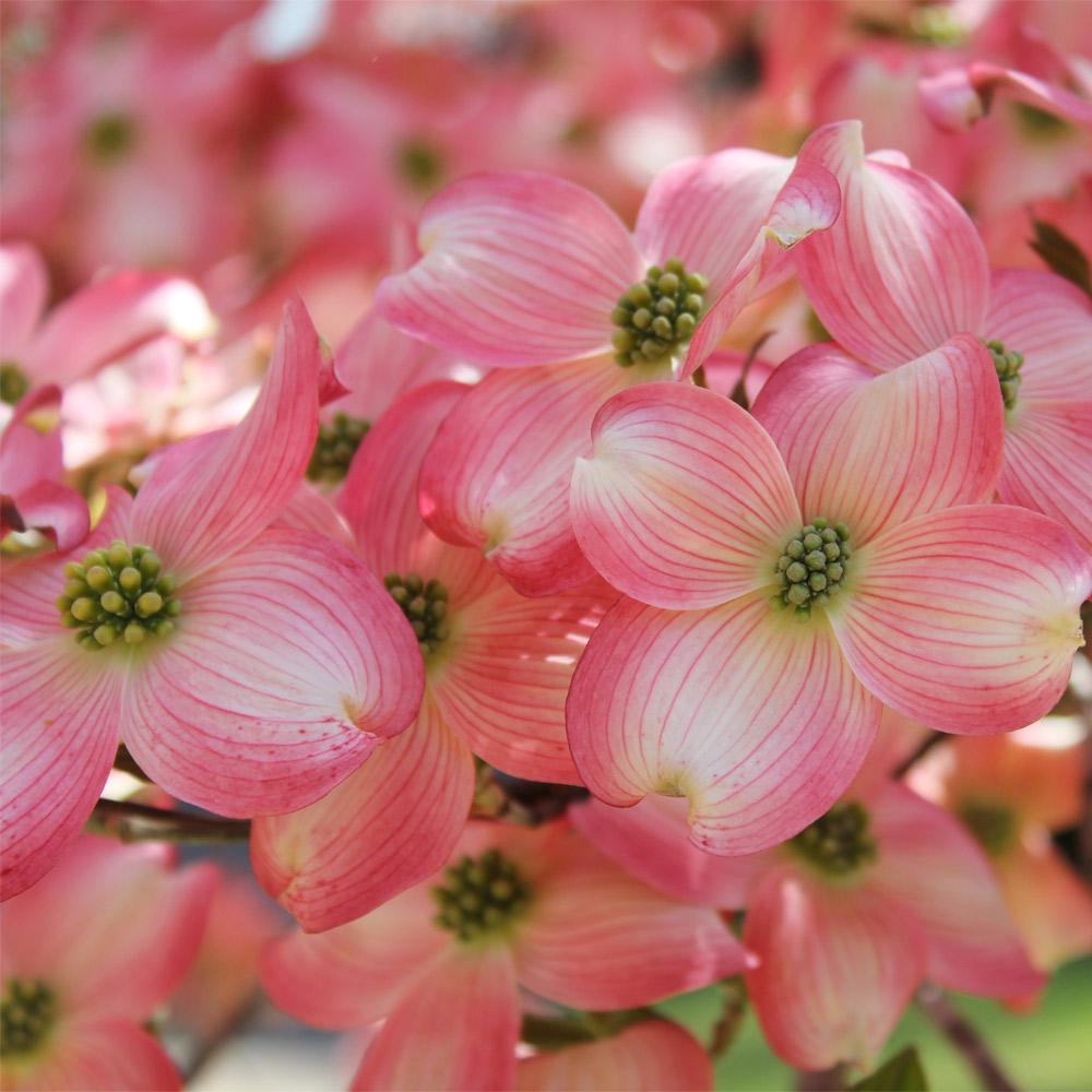 cherokee brave dogwood in full sun arkansas