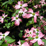 Cherokee Chief Dogwood