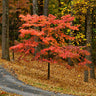 Cherokee Chief Dogwood