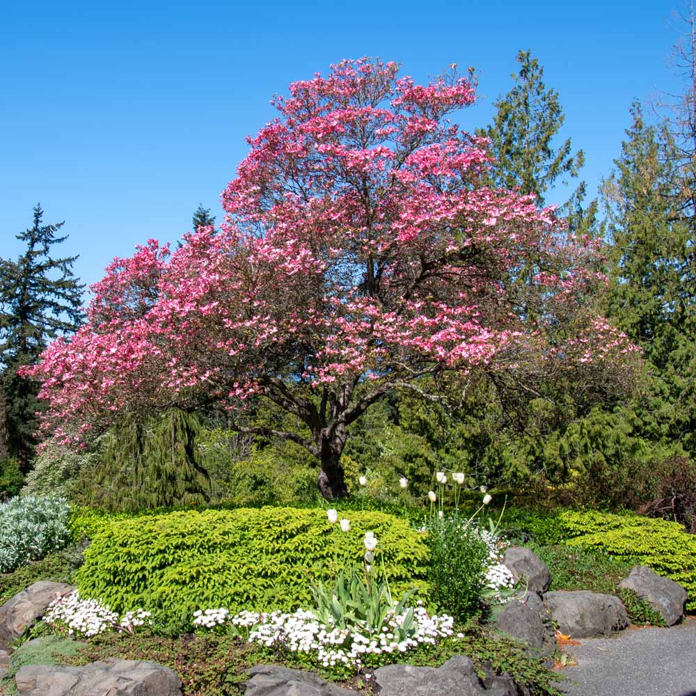 Cherokee Chief Dogwood Tree