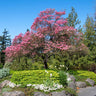 Cherokee Chief Dogwood Tree