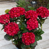 Cherry-Go-Round™ Hydrangea Shrub