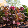 Cherry-Go-Round™ Hydrangea Shrub