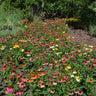 Cheyenne Spirit Echinacea (Coneflower)