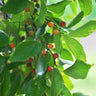 Chinese Hackberry Tree