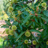 Chinese Chestnut Tree