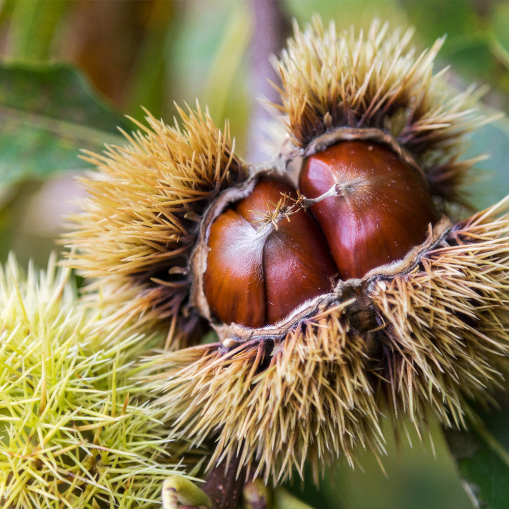 Is Chinese Chestnut Tree Water Tolerant: Fact Check