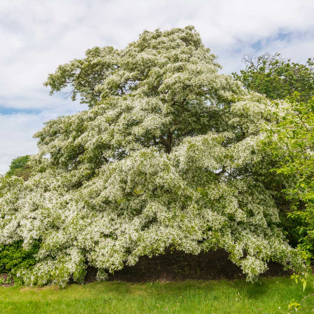 Chinese Fringe Tree