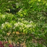 Chinese Fringe Tree