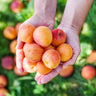 Chinese Mormon Apricot Tree