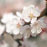 Chinese Mormon Apricot Tree