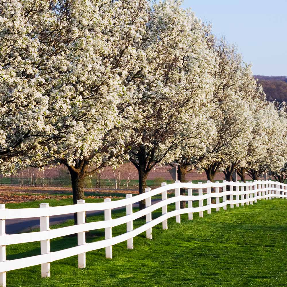 Cleveland Pear Tree