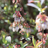 Climax Blueberry Bush