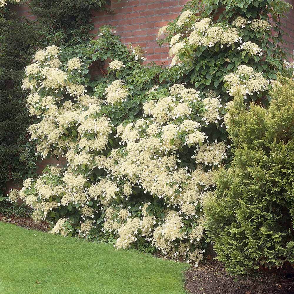 Climbing Hydrangea