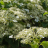 Climbing Hydrangea