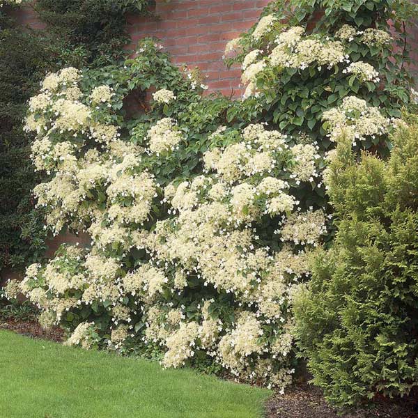 Climbing Hydrangea