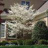 Cloud 9 Dogwood Tree