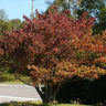 Cloud 9 Dogwood Tree