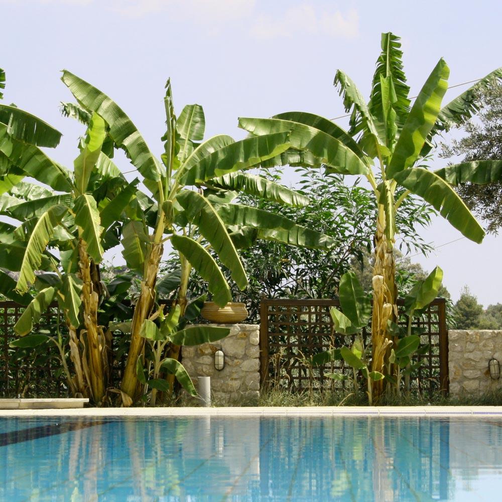 No dogs to the water tower - Banana Tree