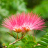 Cold Hardy Mimosa Tree