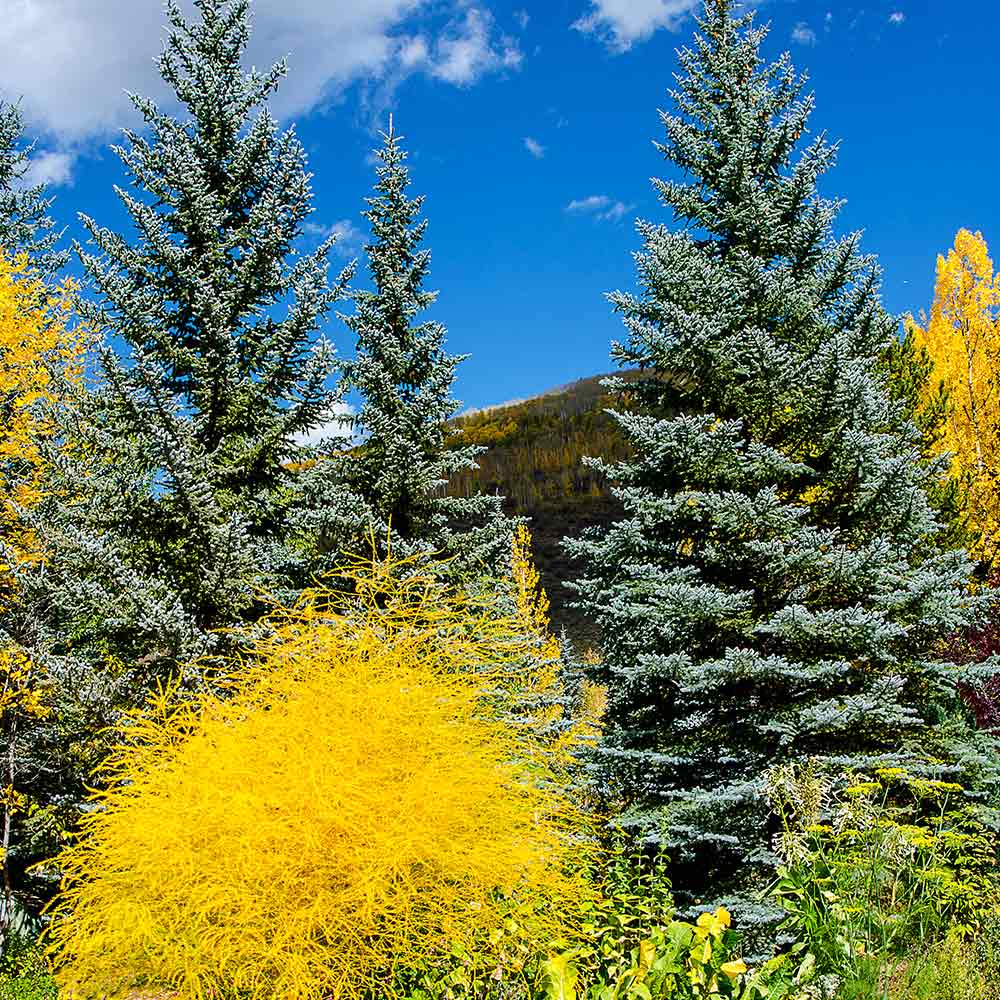 How to Grow Colorado Blue Spruce Trees - Colorado Spruces
