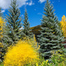 Colorado Blue Spruce Tree