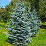 Colorado Blue Spruce Tree