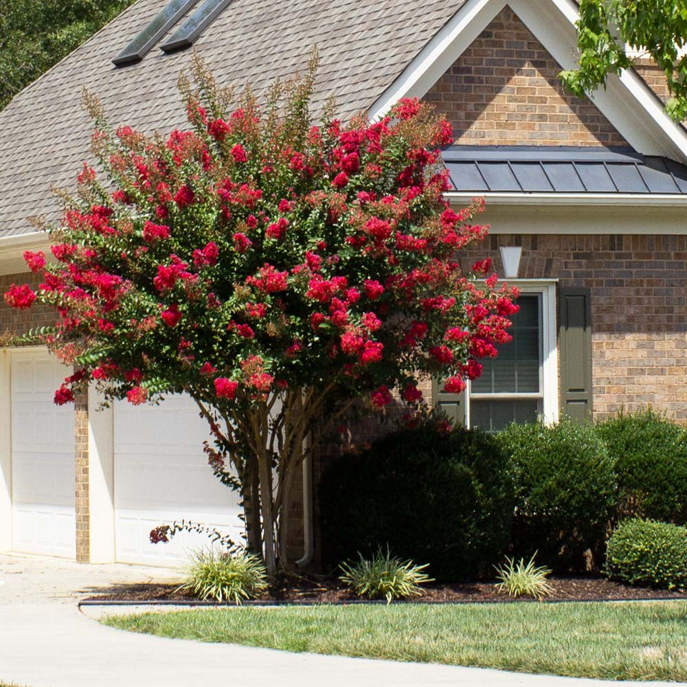 Colorama‚Ñ¢ Scarlet Multi Stem Crape Myrtle