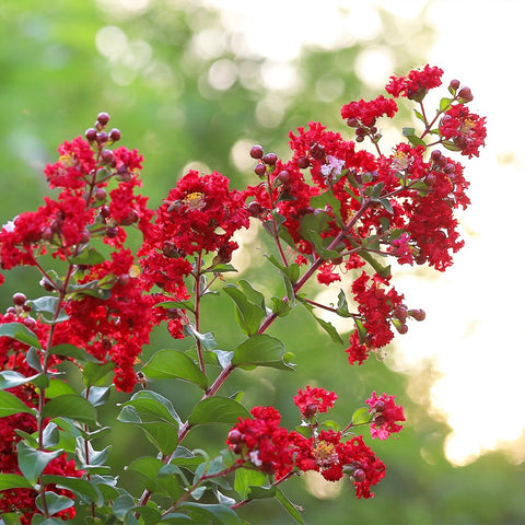 Crape Myrtle Tree